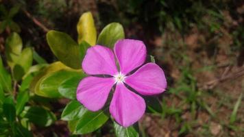 flor de pervinca de madagascar em uma planta foto