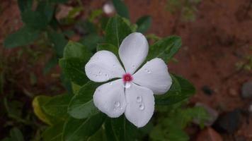 flor de pervinca de madagascar em uma planta foto