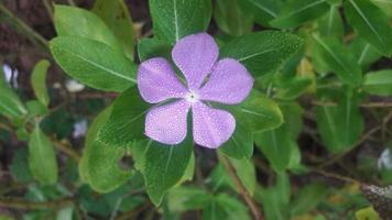 flor de pervinca de madagascar em uma planta foto