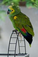 papagaio verde fora de sua gaiola foto