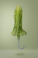 guarda-chuva vegetal verde foto