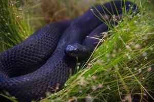 black vipera berus deitado na grama foto