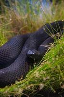 black vipera berus deitado na grama foto