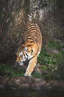 tigre siberiano esgueirando-se pela floresta foto