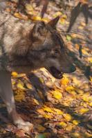 lobo cinzento - canis lupus - na floresta misturando-se com o meio ambiente foto
