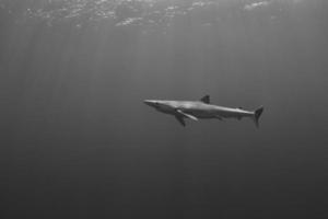tubarão azul- (prionace glauca) foto