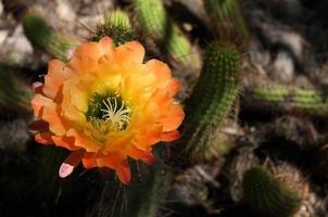 flor de brilho de damasco em um cacto do deserto sonora foto