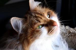 gato malhado de cavala vermelha siberiana fofo foto