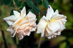 rosas brancas