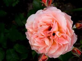 rosa cremosa suave em um fundo escuro foto