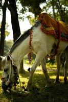 cavalo branco antes de comer grama na floresta foto