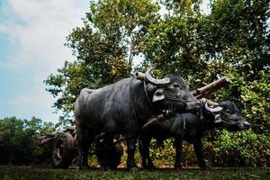 grande búfalo preto rebocando um carrinho pela selva foto