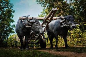 grande búfalo preto rebocando um carrinho pela selva foto