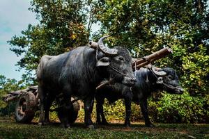 grande búfalo preto rebocando um carrinho pela selva foto