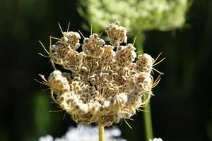 cenoura selvagem floresce em uma clareira na floresta. foto