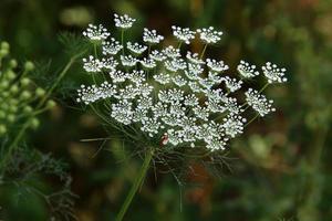 cenoura selvagem floresce em uma clareira na floresta. foto