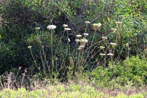 cenoura selvagem floresce em uma clareira na floresta. foto