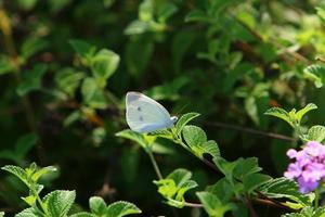 borboleta lepidoptera senta-se em uma flor. foto