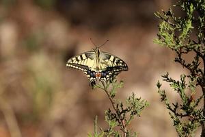 borboleta lepidoptera senta-se em uma flor. foto