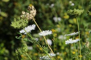 cenoura selvagem floresce em uma clareira na floresta. foto