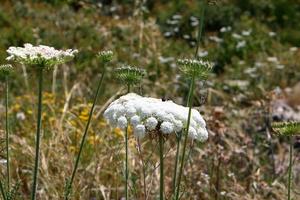 cenoura selvagem floresce em uma clareira na floresta. foto