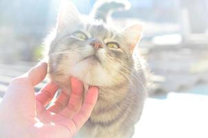 um jovem gato cinza gosta de como seu pescoço é arranhado. uma mão humana acaricia o pescoço de um animal de estimação foto