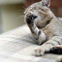 retrato de gato sentado e lambendo o cabelo ao ar livre e encontra-se no sofá marrom foto