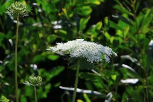 cenoura selvagem floresce em uma clareira na floresta. foto