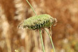 cenoura selvagem floresce em uma clareira na floresta. foto