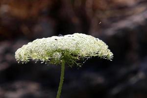 cenoura selvagem floresce em uma clareira na floresta. foto