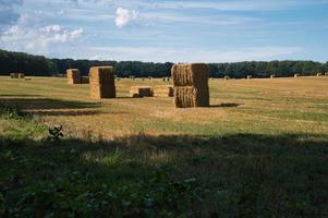 fardos de palha em um campo de trigo colhido. suprimento de comida. agricultura para alimentar a humanidade foto