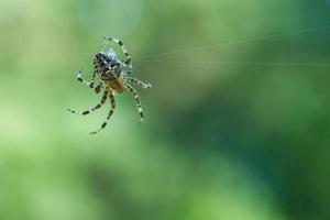 cruzar aranha em uma teia de aranha, à espreita de presas. fundo desfocado foto