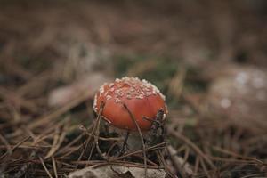 cogumelo venenoso no fundo de uma floresta de coníferas na floresta. cogumelo venenoso. foto