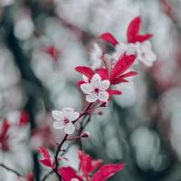 lindas flores de cerejeira na primavera, flores de sakura foto