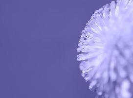 Purple Violet Dandelion Close-up em fundo, pistilos e pólen, espaço de cópia de fundo floral, Macro Photography, Focus Seletivo foto
