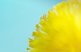 close-up de dente-de-leão amarelo em fundo azul, pistilos e pólen foto