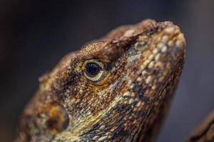 Retrato macro de uma iguana. Vista de close-up natural lagarto amarelo. Iguana na natureza. retrato isolado de iguana, detalhes da pele e olhos em fundo escuro embaçado foto