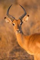 impala no parque nacional kruger