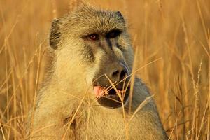 babuíno africano foto