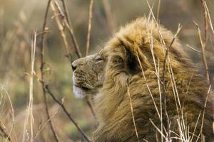 leão no parque nacional Kruger foto
