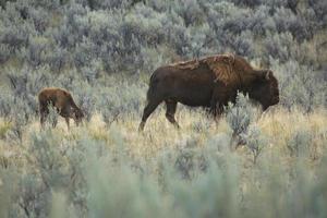 filhote de bisão jovem caminhando com sua mãe, par nacional de Yellowstone