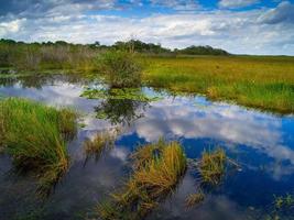 gramíneas e reflexos, parque nacional Everglades
