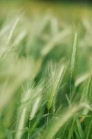 margaridas selvagens na grama verde foto