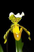 orquídeas coloridas, cypripedium sp. foto