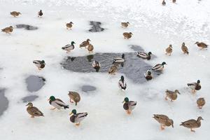 bando de patos perto de clareira de água em lago congelado foto