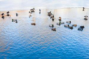 patos flutuam na clareira do rio congelado no inverno foto