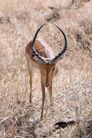 aepyceros melampus (impala) foto