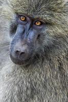 vista da cabeça do babuíno anubus no parque nacional de tarangire, tanzânia