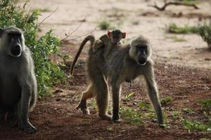 macacos no parque nacional tsavo east foto