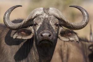 close-up do búfalo africano, parque nacional serengeti foto